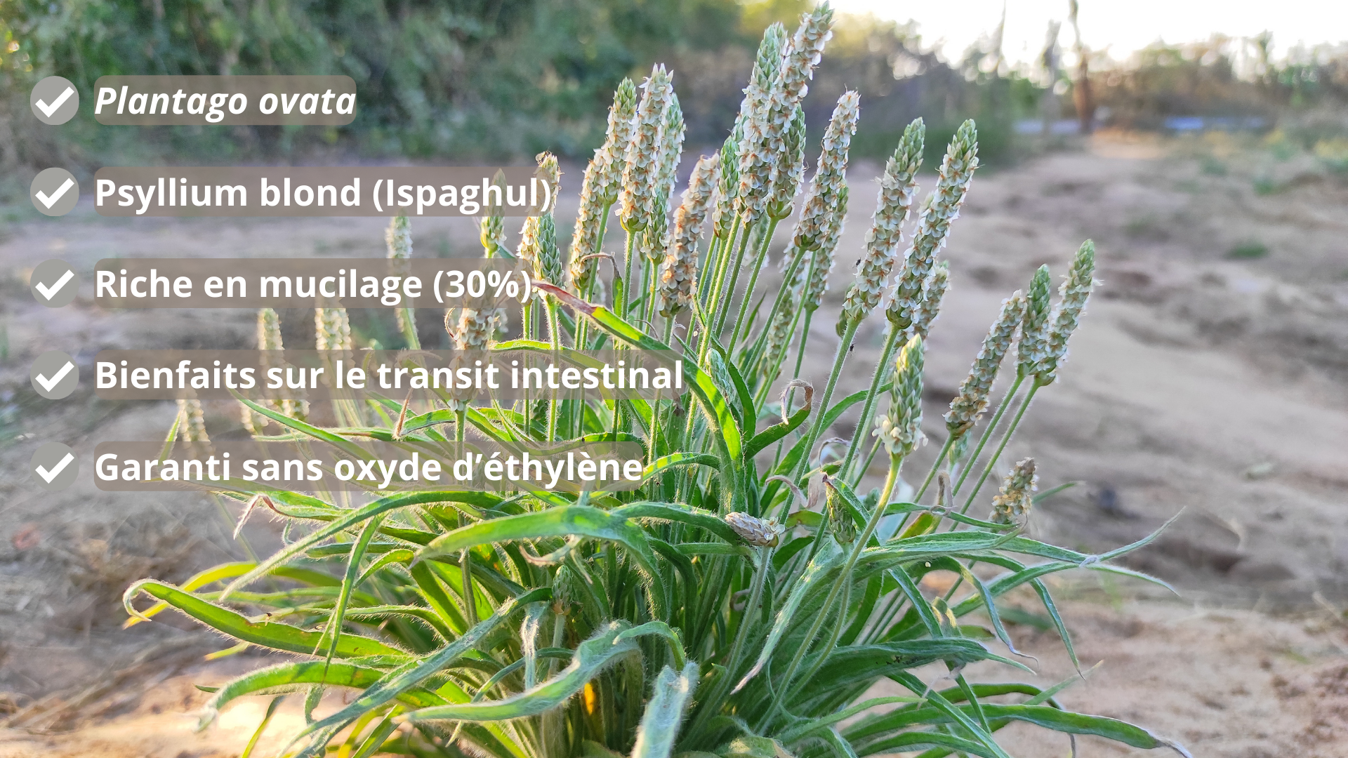 Plantain des indes plantago ovata psyllium blond bio